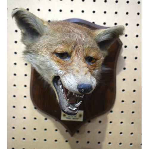 3201 - A mounted taxidermy fox head by Spicer and Sons with a label dated 1984 'Beau geste' 25 X 24cm.