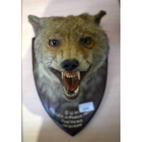 3202 - A mounted taxidermy fox head by F.W Bartlett with a label dated 1934 30 X 18cm.