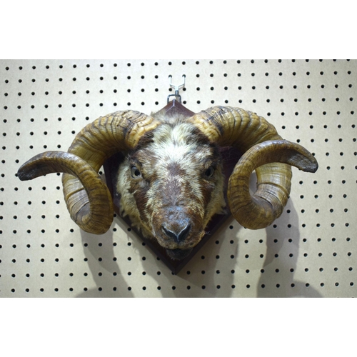 3203 - A mounted taxidermy rams head 32 X 43cm.