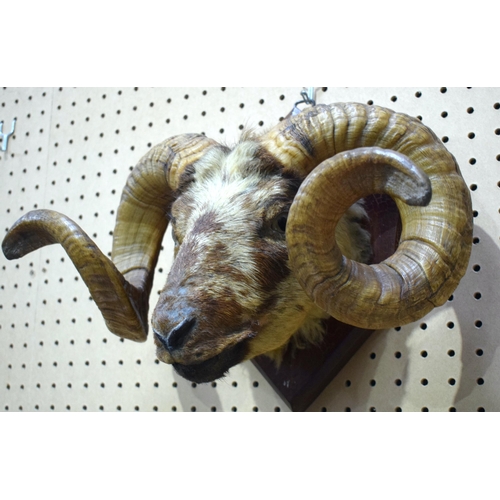 3203 - A mounted taxidermy rams head 32 X 43cm.