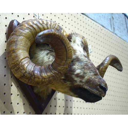 3203 - A mounted taxidermy rams head 32 X 43cm.