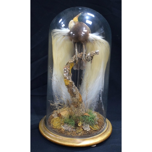 3204 - A Victorian taxidermy bird of paradise mounted under a glass dome in naturalistic form 48cm.