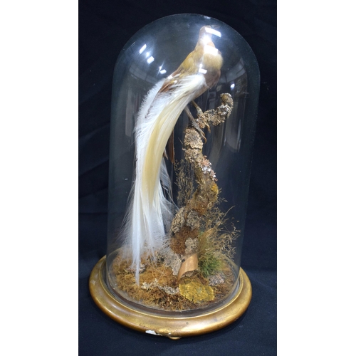 3204 - A Victorian taxidermy bird of paradise mounted under a glass dome in naturalistic form 48cm.