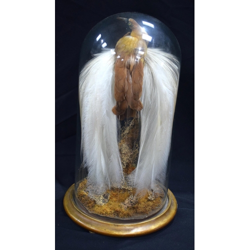 3204 - A Victorian taxidermy bird of paradise mounted under a glass dome in naturalistic form 48cm.