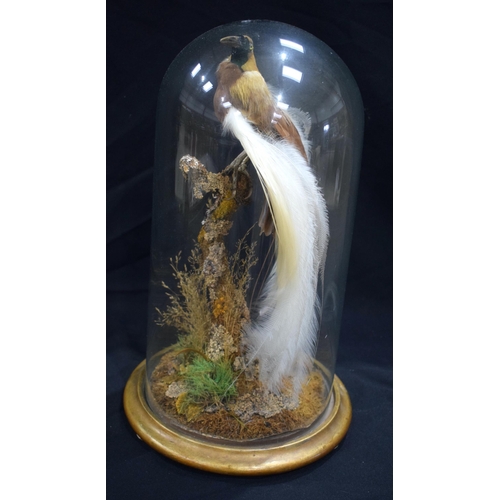 3204 - A Victorian taxidermy bird of paradise mounted under a glass dome in naturalistic form 48cm.