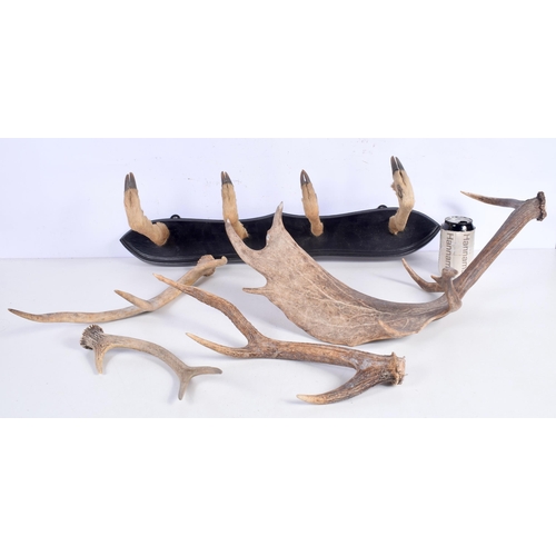 3370 - A deer's foot coat hanger together with a collection of Deer's Antler  58 x 71 cm (5).