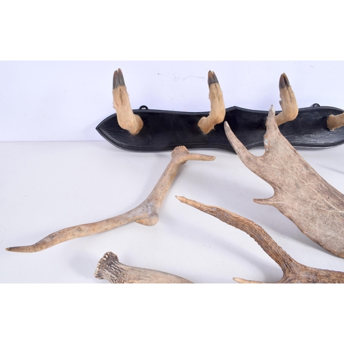 3370 - A deer's foot coat hanger together with a collection of Deer's Antler  58 x 71 cm (5).