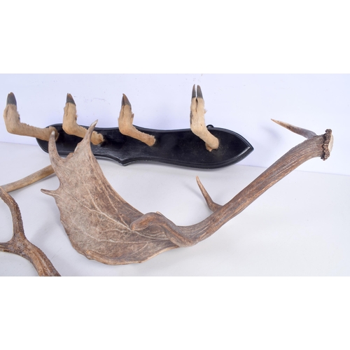 3370 - A deer's foot coat hanger together with a collection of Deer's Antler  58 x 71 cm (5).