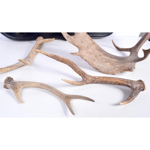 3370 - A deer's foot coat hanger together with a collection of Deer's Antler  58 x 71 cm (5).