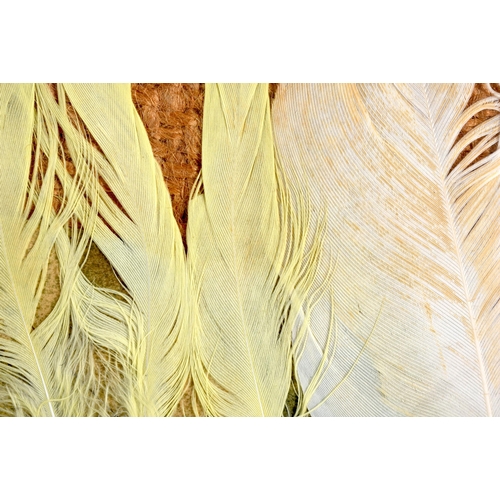 622 - Avel De Knight (1923-1995) African American, Watercolour,  Feathers. 24 cm x 18 cm.