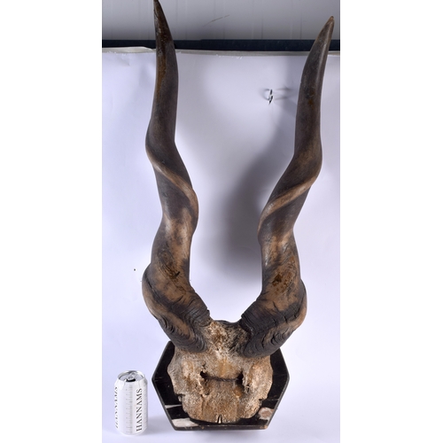 664 - A lovely large pair of antique taxidermy fossilised horns - upon a wooden shield. 92 cm x 25 cm.