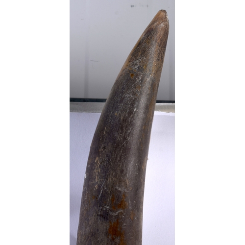 664 - A lovely large pair of antique taxidermy fossilised horns - upon a wooden shield. 92 cm x 25 cm.