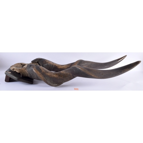 664 - A lovely large pair of antique taxidermy fossilised horns - upon a wooden shield. 92 cm x 25 cm.