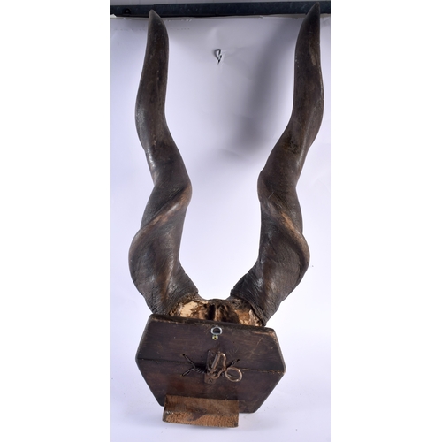 664 - A lovely large pair of antique taxidermy fossilised horns - upon a wooden shield. 92 cm x 25 cm.