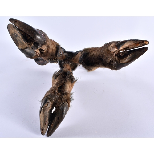 340 - A RARE VICTORIAN TAXIDERMY ROWLAND WARD CANDLESTICK formed with three deer hooves. 32 cm x 16 cm.