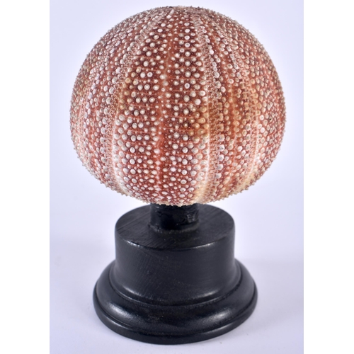 517 - A SEA URCHIN TAXIDERMY SPECIMAN upon an ebonised base. 15 cm x 8 cm.