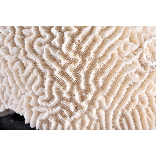 523 - A LARGE BRAIN CORAL COUNTRY HOUSE SPECIMAN. 21 cm x 18 cm.