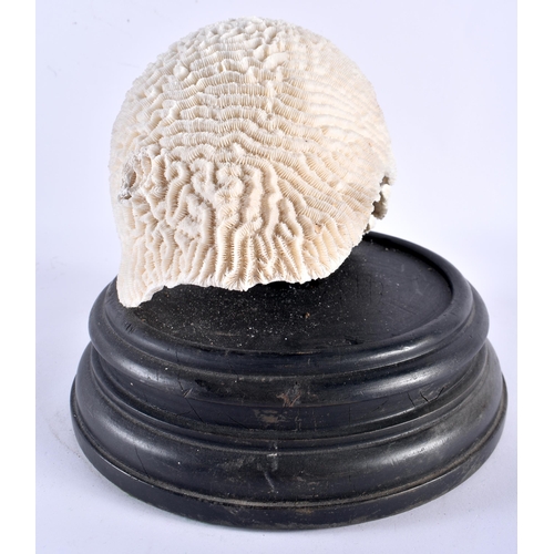 523 - A LARGE BRAIN CORAL COUNTRY HOUSE SPECIMAN. 21 cm x 18 cm.