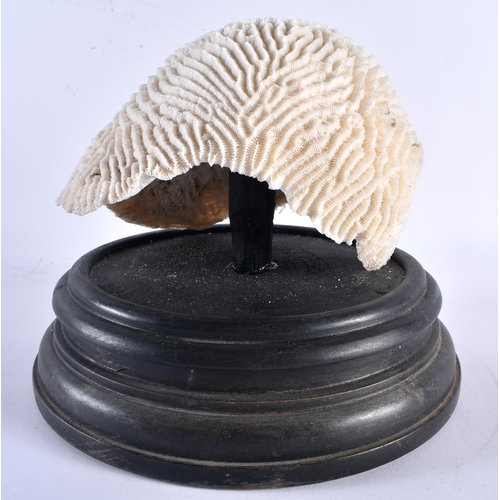 523 - A LARGE BRAIN CORAL COUNTRY HOUSE SPECIMAN. 21 cm x 18 cm.