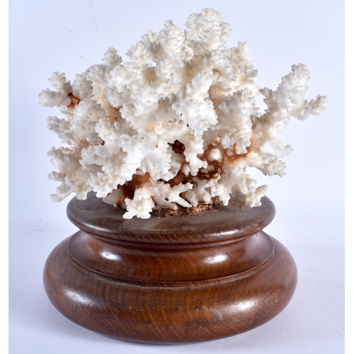 536 - A LARGE CORAL SPECIMAN upon a wooden base. 22 cm x 18 cm.