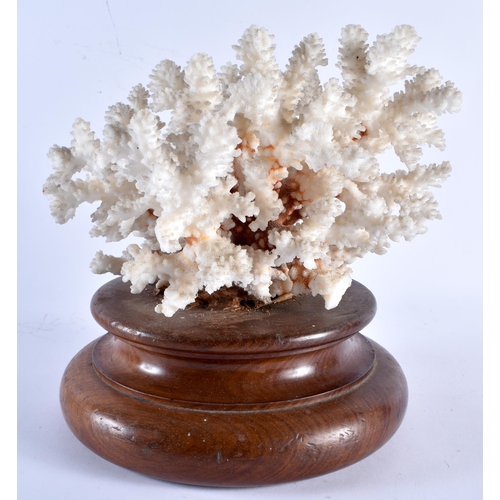 536 - A LARGE CORAL SPECIMAN upon a wooden base. 22 cm x 18 cm.