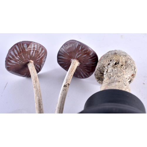 543 - TWO UNUSUAL CARVED FOLK ART PAINTED WOOD MUSHROOM SPECIMANS. 12 cm high. (2)