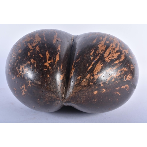 602 - A LARGE COCO DE MER NUT. 34 cm x 26cm.