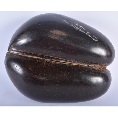 602 - A LARGE COCO DE MER NUT. 34 cm x 26cm.