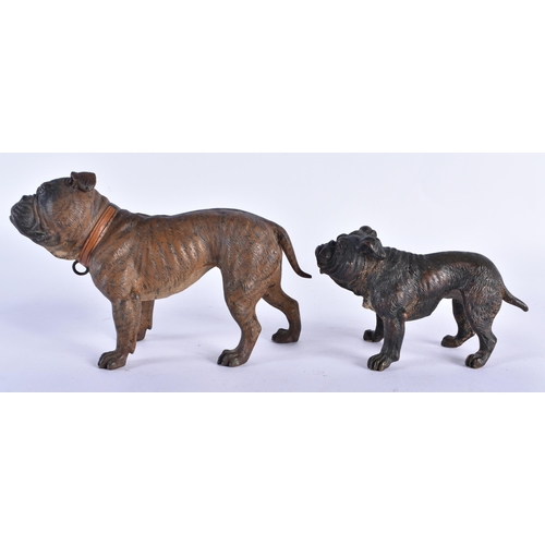 797 - TWO ANTIQUE AUSTRIAN COLD PAINTED BRONZE DOGS. Largest 12 cm x 10 cm. (2)