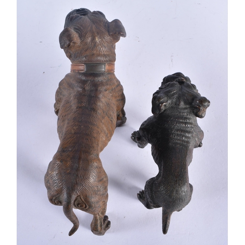 797 - TWO ANTIQUE AUSTRIAN COLD PAINTED BRONZE DOGS. Largest 12 cm x 10 cm. (2)