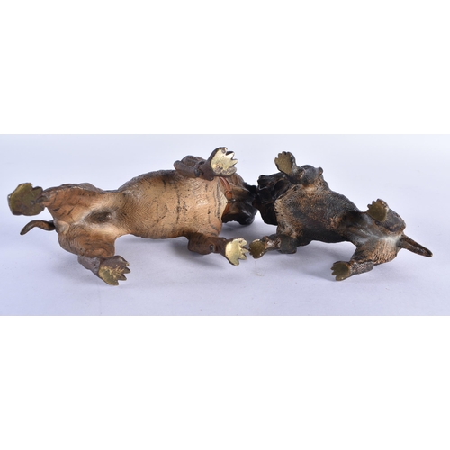 797 - TWO ANTIQUE AUSTRIAN COLD PAINTED BRONZE DOGS. Largest 12 cm x 10 cm. (2)