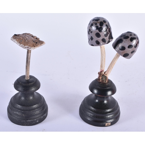 918 - TWO UNUSUAL CARVED FOLK ART PAINTED WOOD MUSHROOM SPECIMENs. 14cm high.(2)