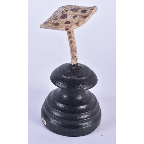 919 - TWO UNUSUAL CARVED FOLK ART PAINTED WOOD MUSHROOM SPECIMENs. 10cm high.(2)