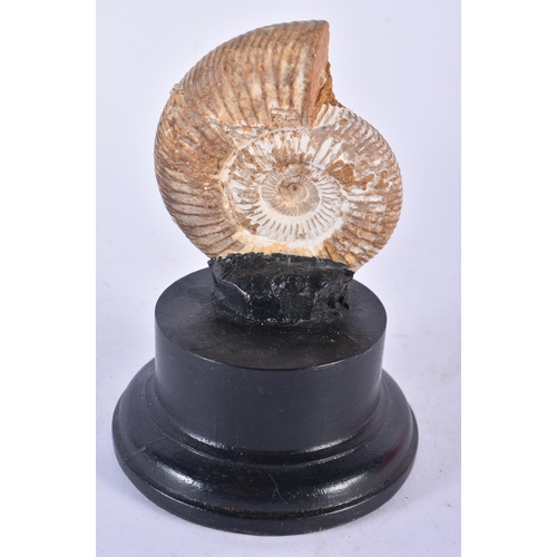 922 - Fossilised perisphinctes ammonite, jurassic period, 12cm x 8cm on stand.