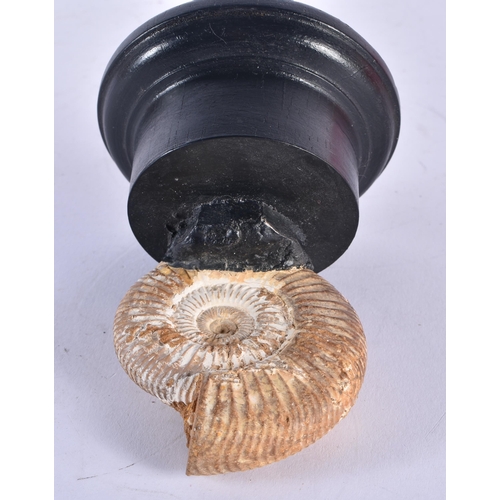 922 - Fossilised perisphinctes ammonite, jurassic period, 12cm x 8cm on stand.