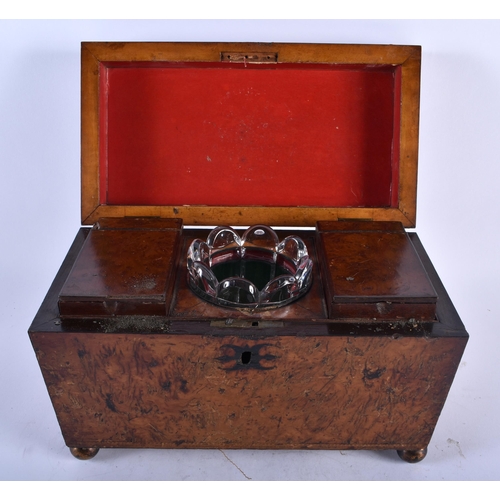 467 - A LARGE REGENCY CARVED BURR OAK COUNTRY HOUSE TEA CADDY with fitted interior. 30 cm x 18cm x 18cm.