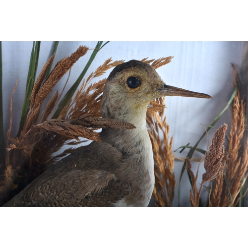 654 - A FRAMED VICTORIAN TAXIDERMY BIRD STUDY. 36 cm x 34 cm.