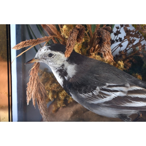 654 - A FRAMED VICTORIAN TAXIDERMY BIRD STUDY. 36 cm x 34 cm.