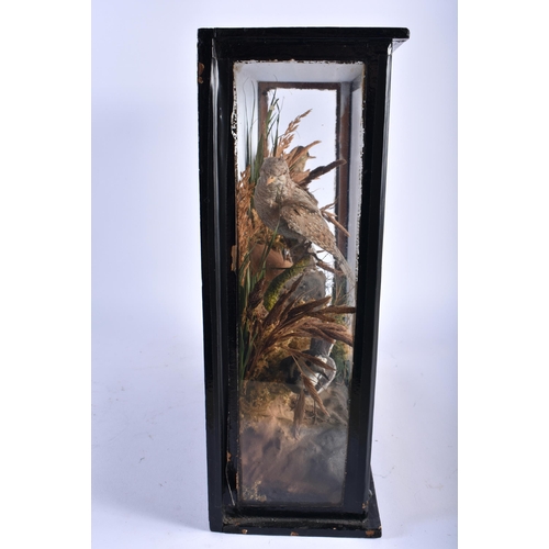 654 - A FRAMED VICTORIAN TAXIDERMY BIRD STUDY. 36 cm x 34 cm.