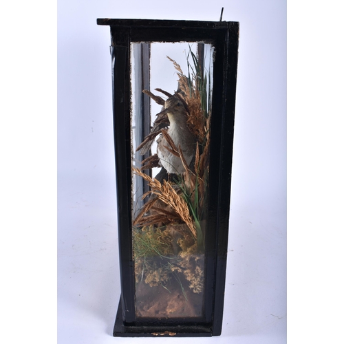 654 - A FRAMED VICTORIAN TAXIDERMY BIRD STUDY. 36 cm x 34 cm.