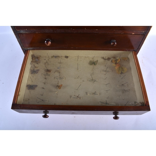 800 - AN ANTIQUE TAXIDERMY BUTTERFLY SPECIMAN CHEST OF DRAWERS. 42 cm x 36 cm.