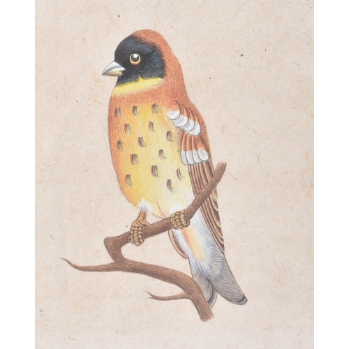 87 - Company School (19th Century) Indian, Watercolour of a bird. 32 cm x 24 cm.