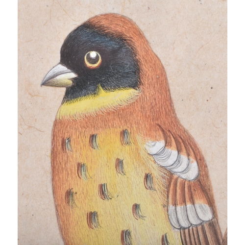 87 - Company School (19th Century) Indian, Watercolour of a bird. 32 cm x 24 cm.