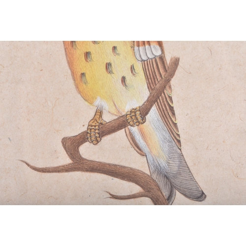 87 - Company School (19th Century) Indian, Watercolour of a bird. 32 cm x 24 cm.