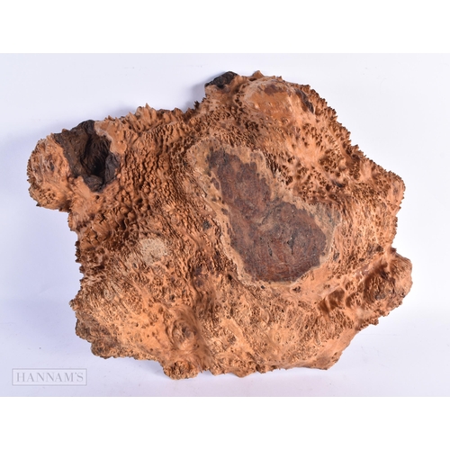 81 - A VERY LARGE BURR WOOD NATURALISTIC WOOD FRUIT BOWL. 42 cm x 34 cm.