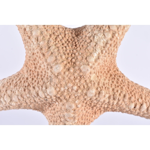 189 - A STARFISH SPECIMAN. 27 cm high.