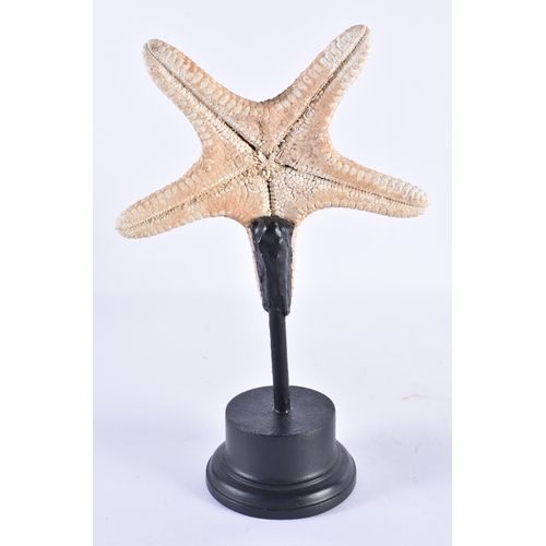 189 - A STARFISH SPECIMAN. 27 cm high.