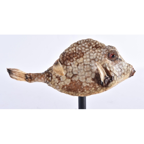 190 - A BOX FISH SPECIMAN. 16 cm high.