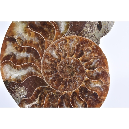 240 - A PREHISTORIC POLISHED AMMONITE. 13 cm high.