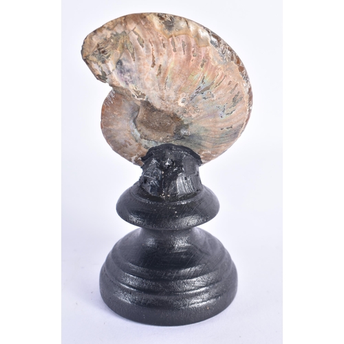 240 - A PREHISTORIC POLISHED AMMONITE. 13 cm high.